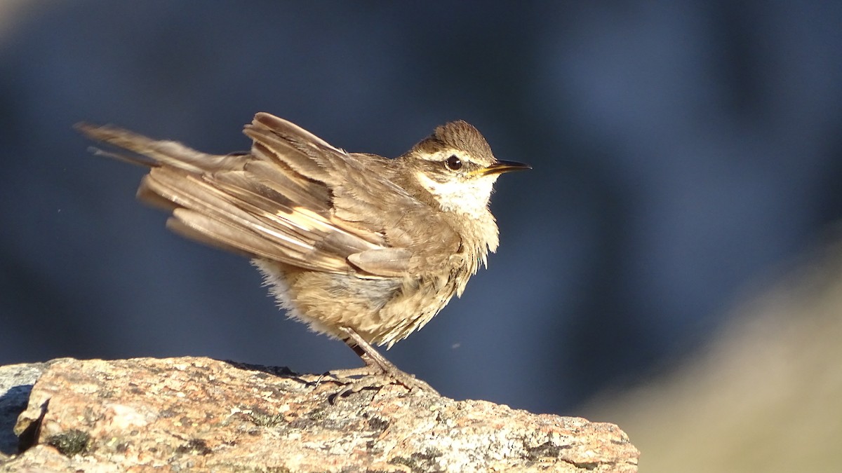 Buff-winged Cinclodes - ML614997825