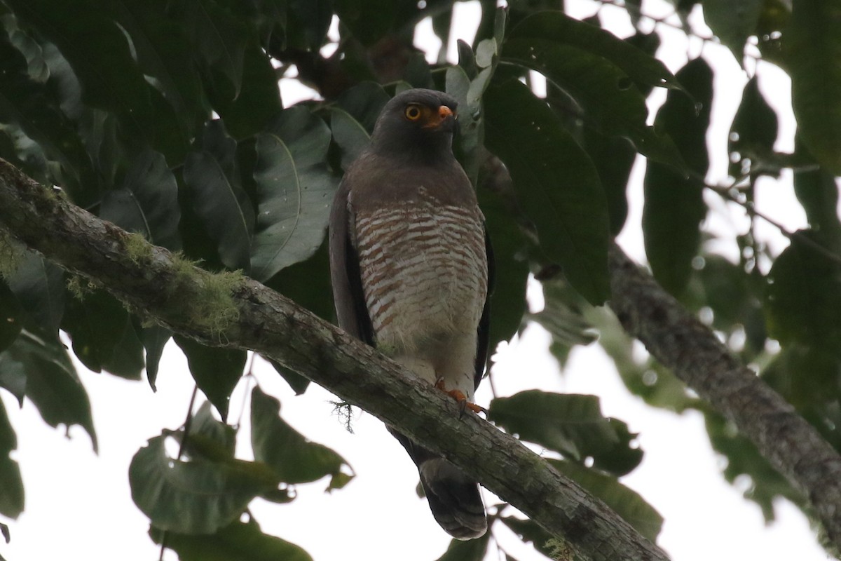 Roadside Hawk (Northern) - ML614997839