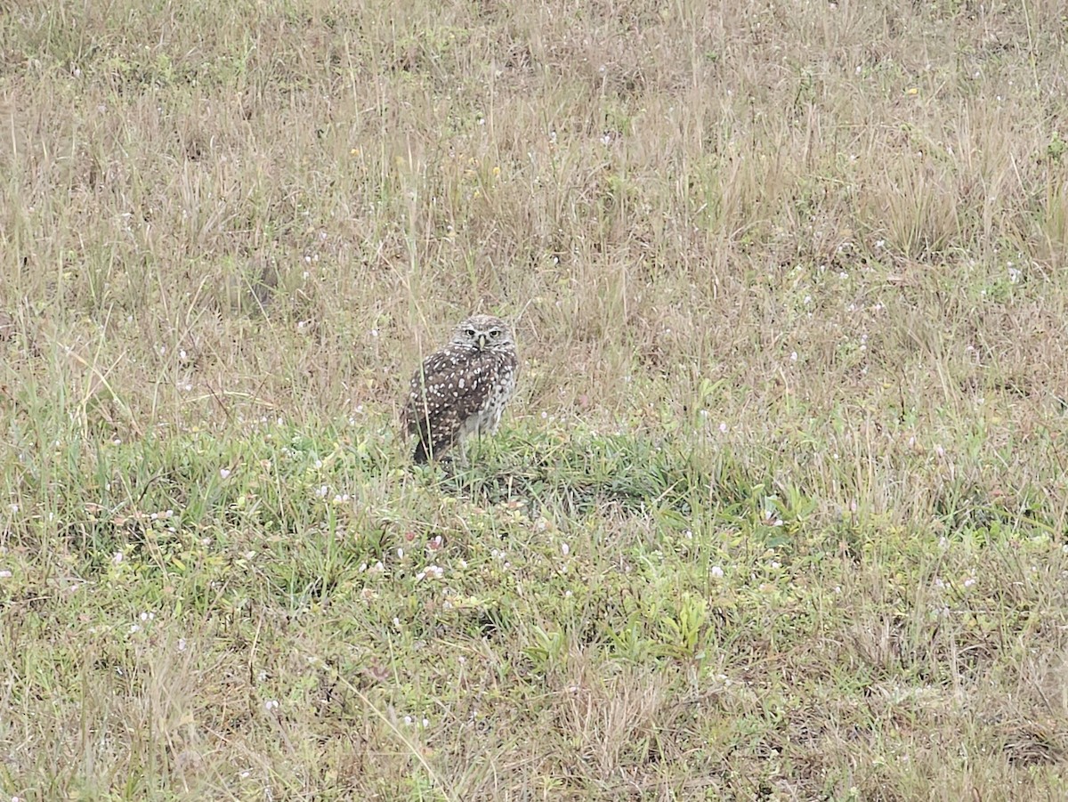 Burrowing Owl - Brandon Michael Lowden