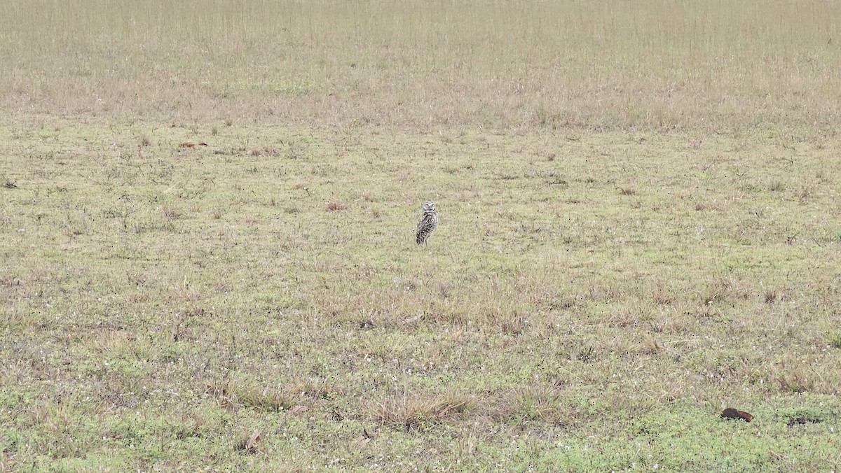 Burrowing Owl - ML614997908