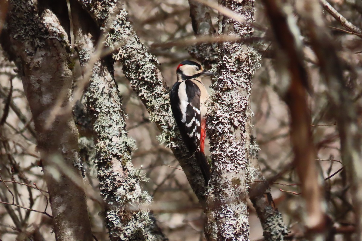 Great Spotted Woodpecker - ML614998115