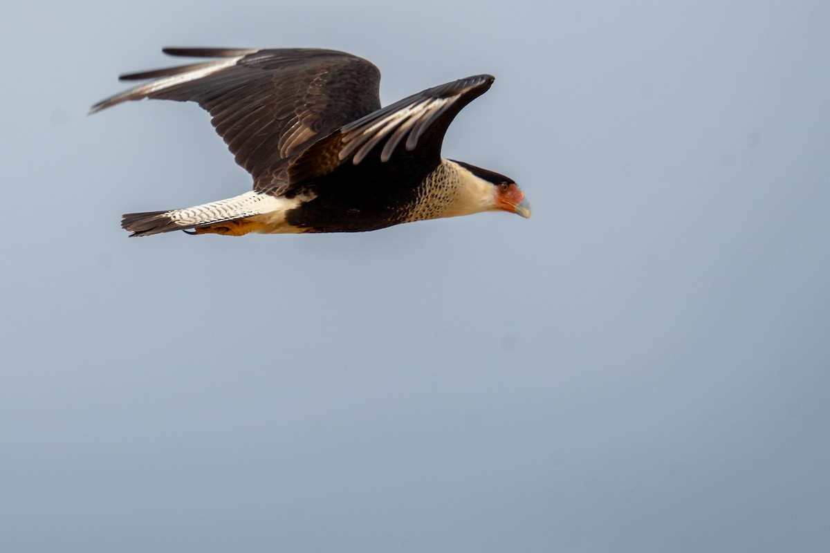 Crested Caracara - ML614998119