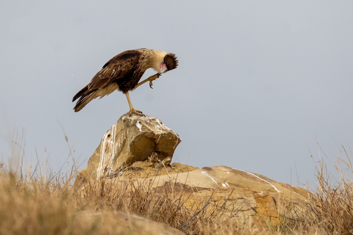 Crested Caracara - ML614998120