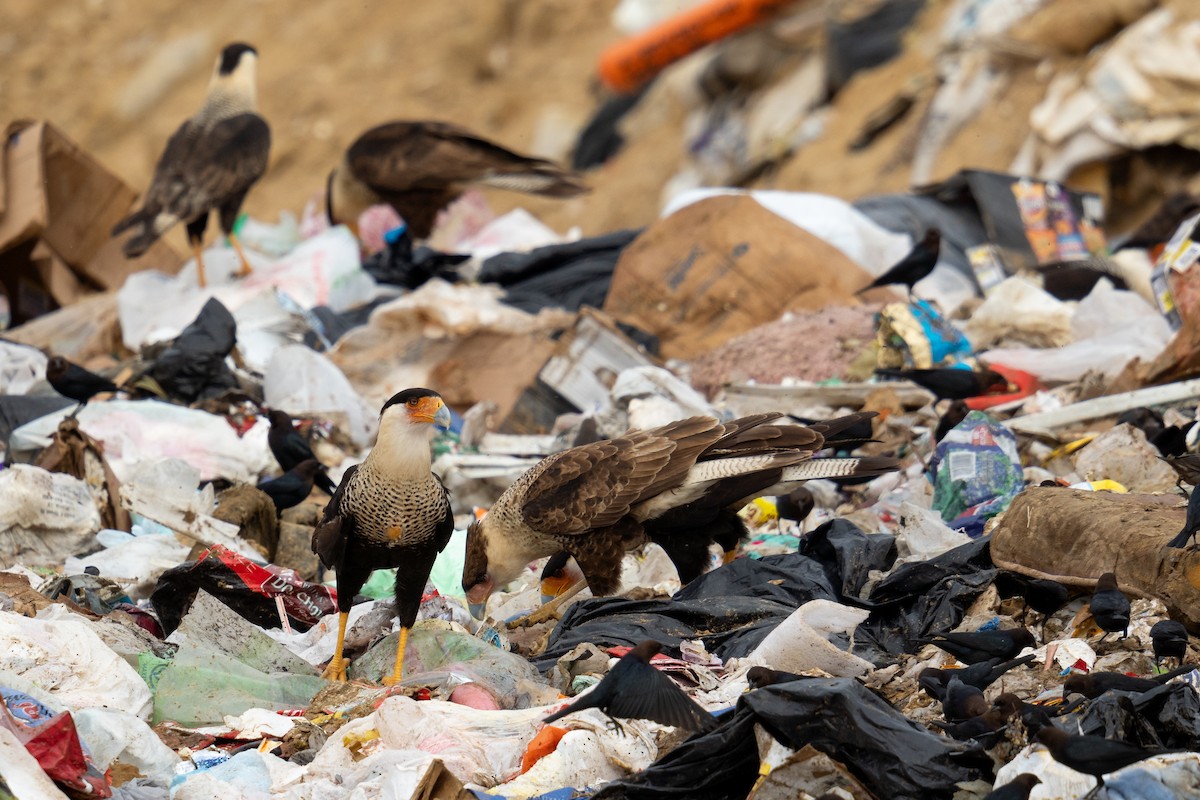 Crested Caracara - ML614998123