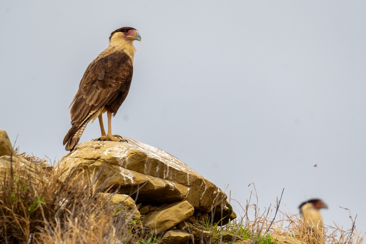 Crested Caracara - Grant Winter