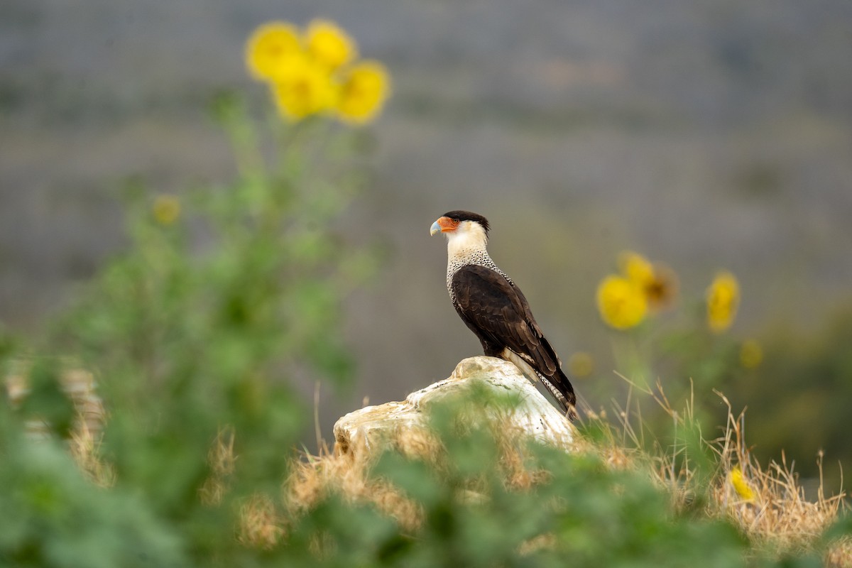 Crested Caracara - Grant Winter