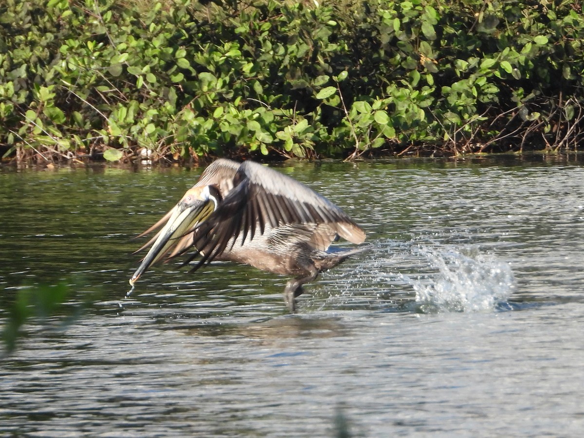 pelikán hnědý - ML614998147