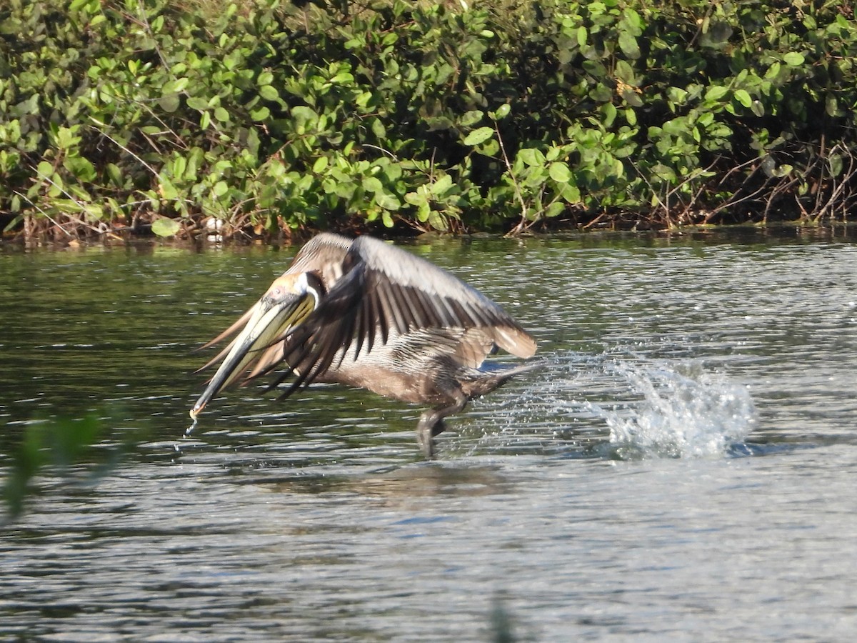 Brown Pelican - ML614998147