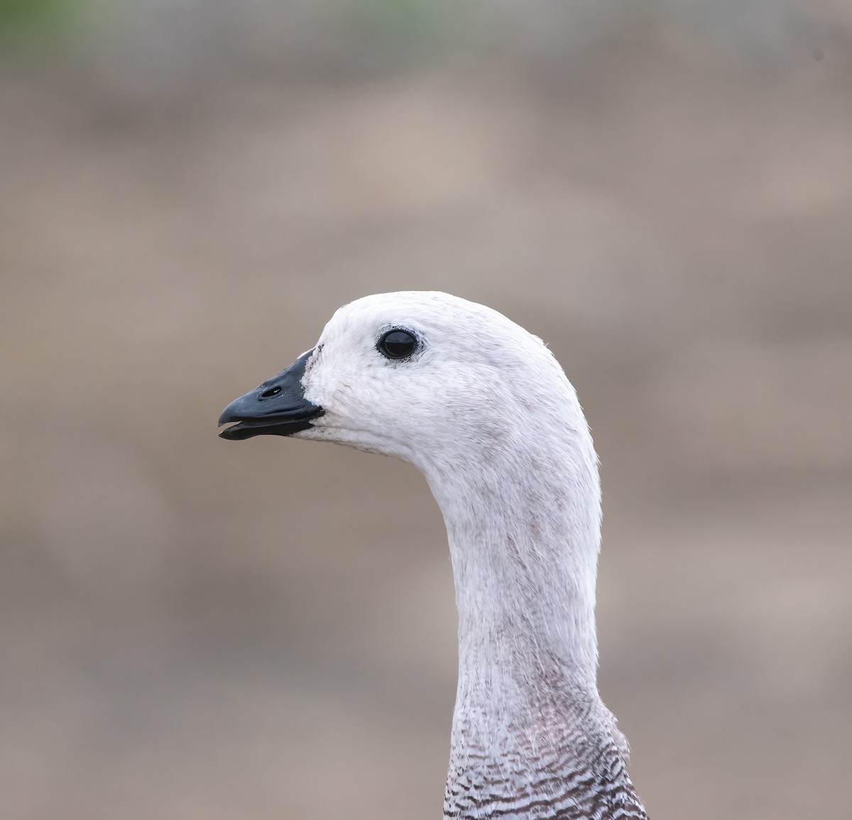 Upland Goose - Esteban Villanueva (Aves Libres Chile)