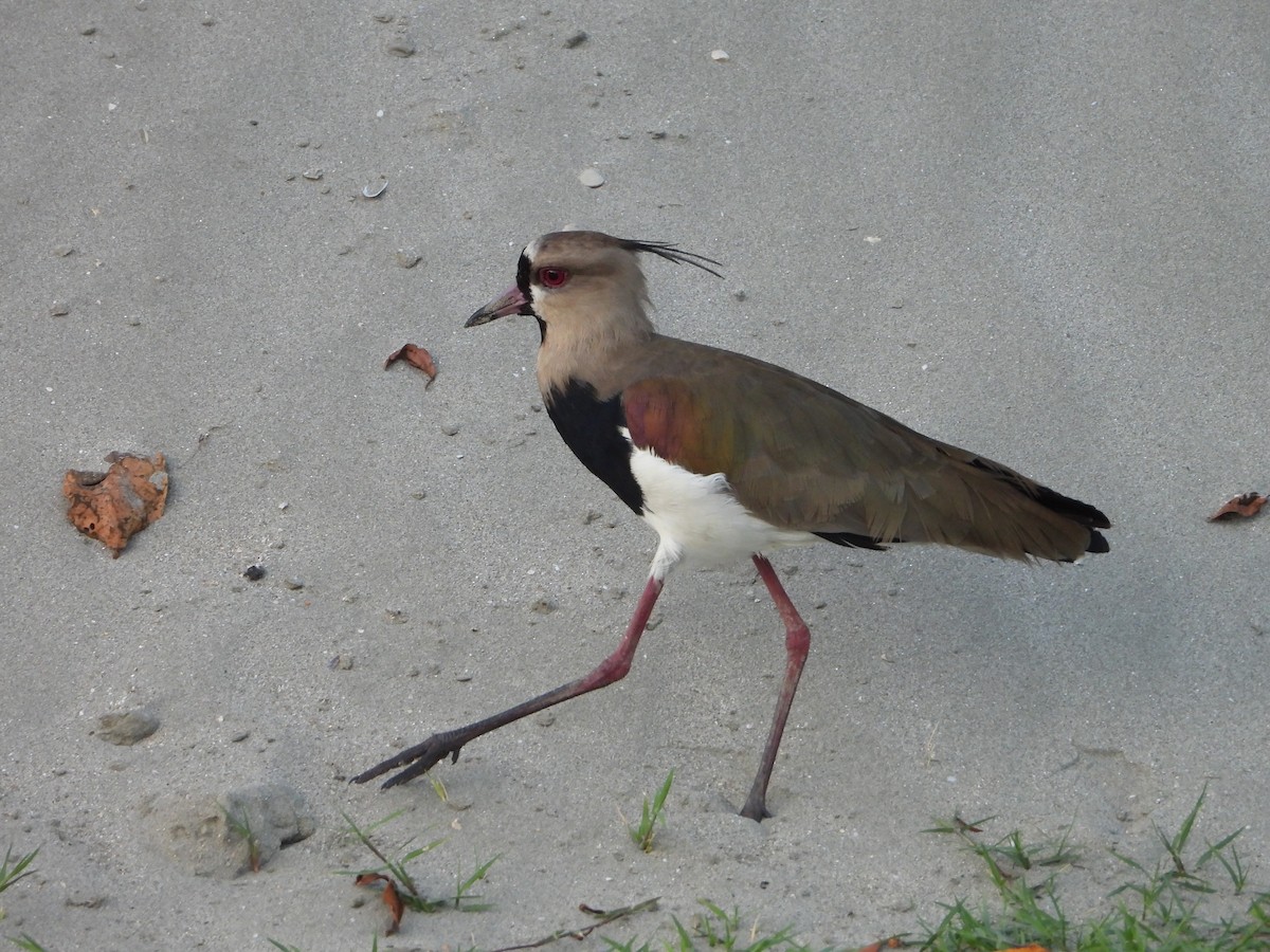 Southern Lapwing - ML614998160