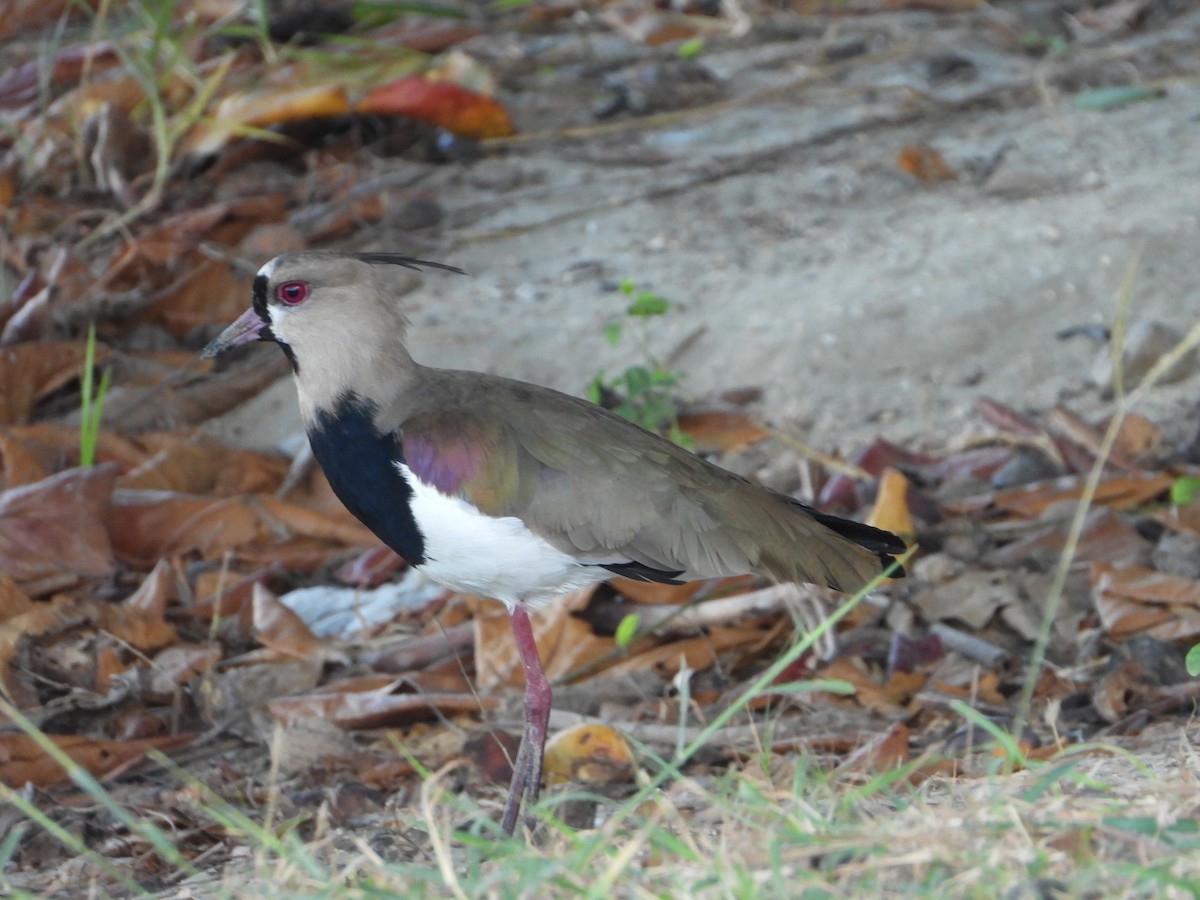 Southern Lapwing - ML614998161