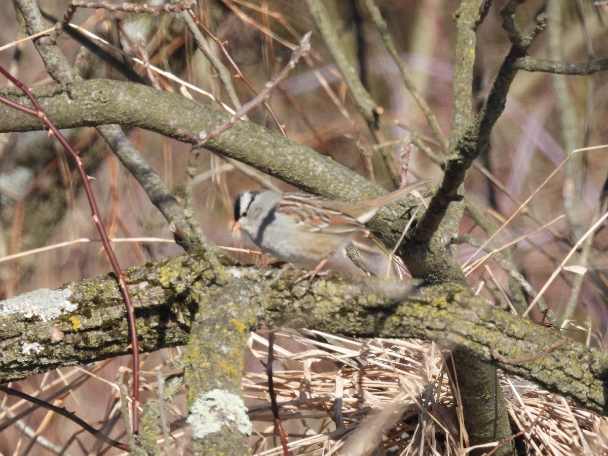 White-crowned Sparrow - ML614998168