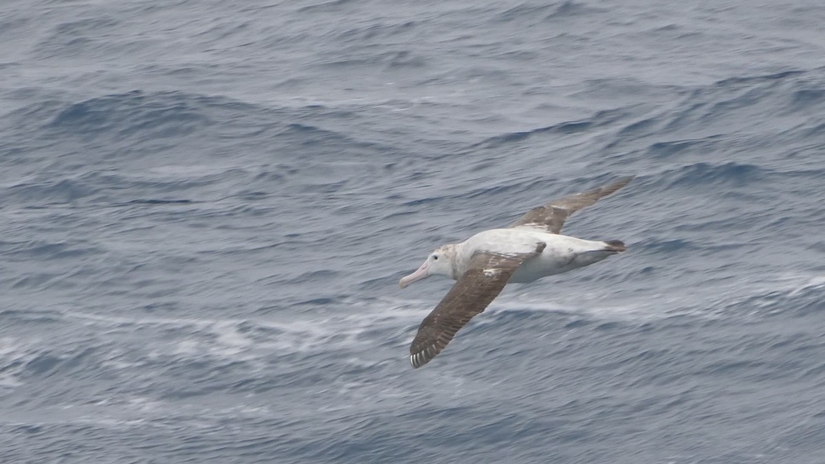 Albatros hurleur, A. de Tristan da Cunha ou A. des Antipodes - ML614998252