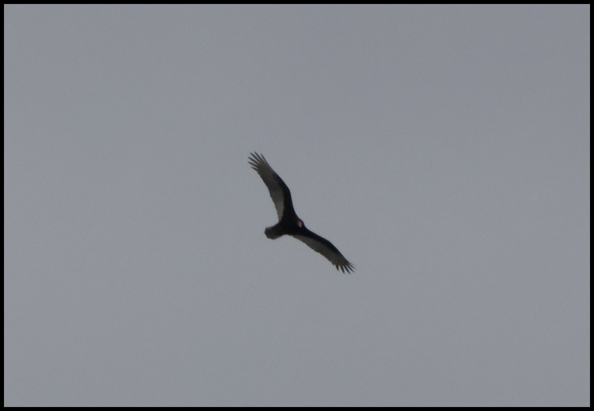 Turkey Vulture - ML614998331