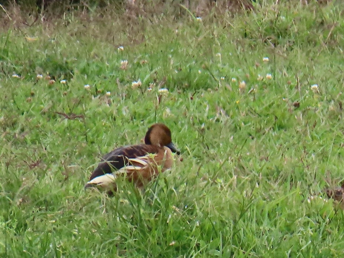 Fulvous Whistling-Duck - ML614998353