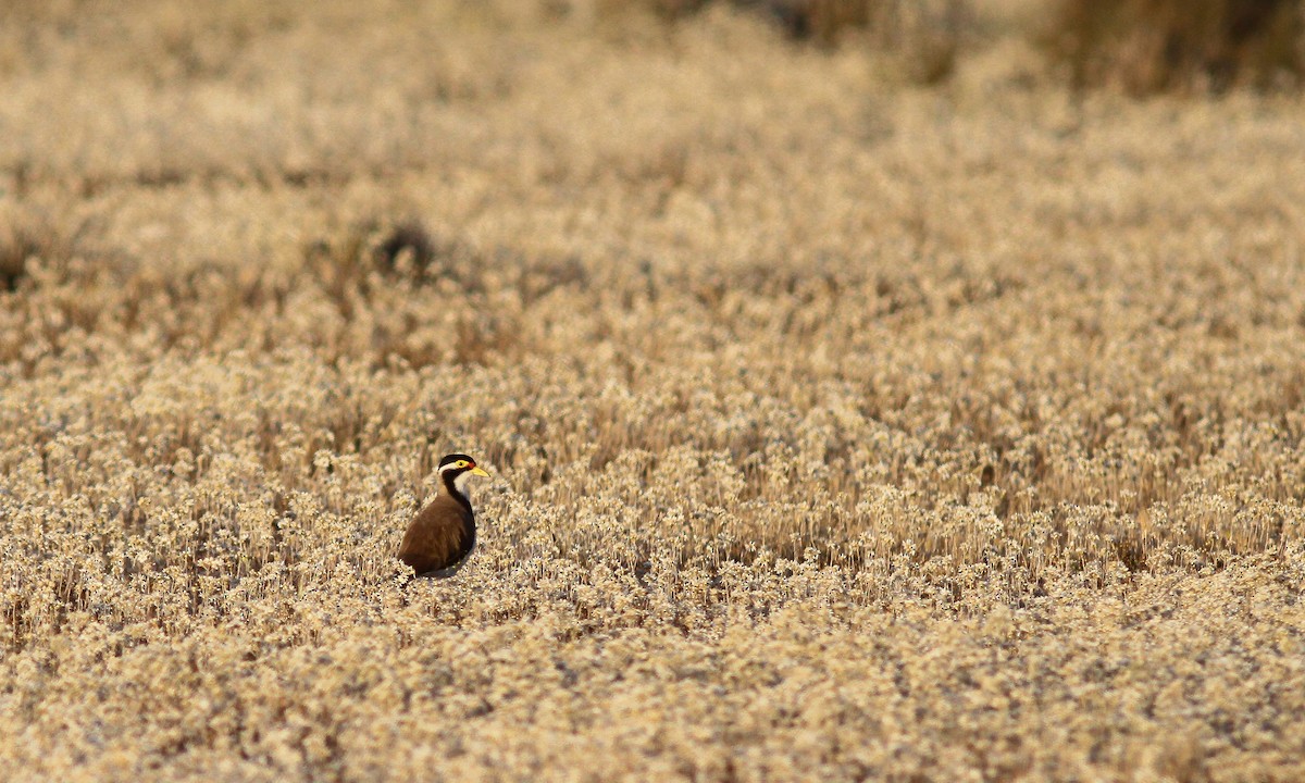 Banded Lapwing - ML614998365