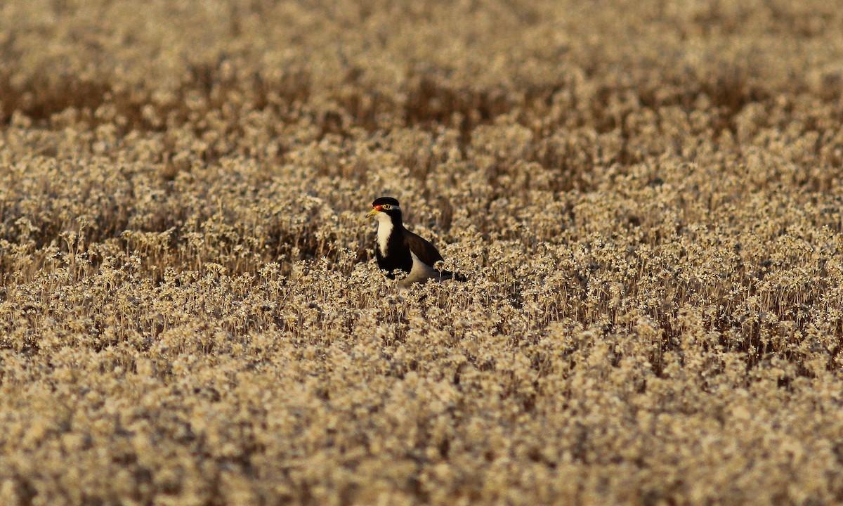Banded Lapwing - ML614998366