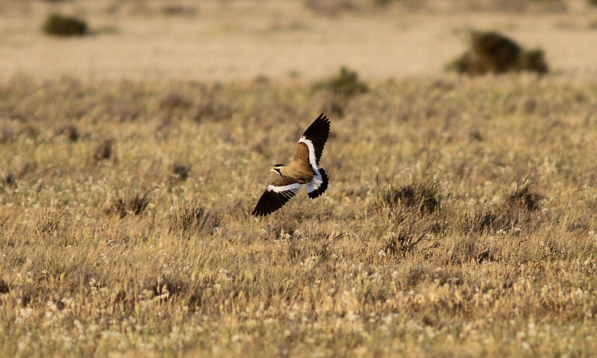Banded Lapwing - ML614998367