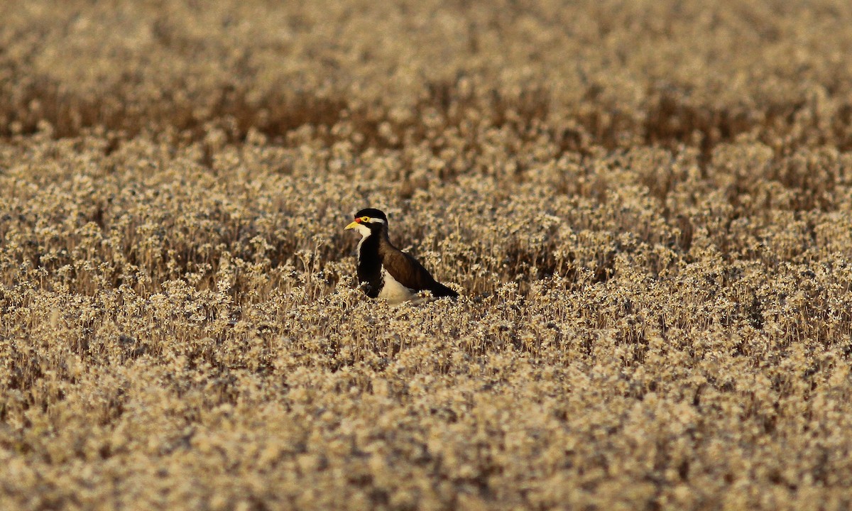 Banded Lapwing - ML614998368