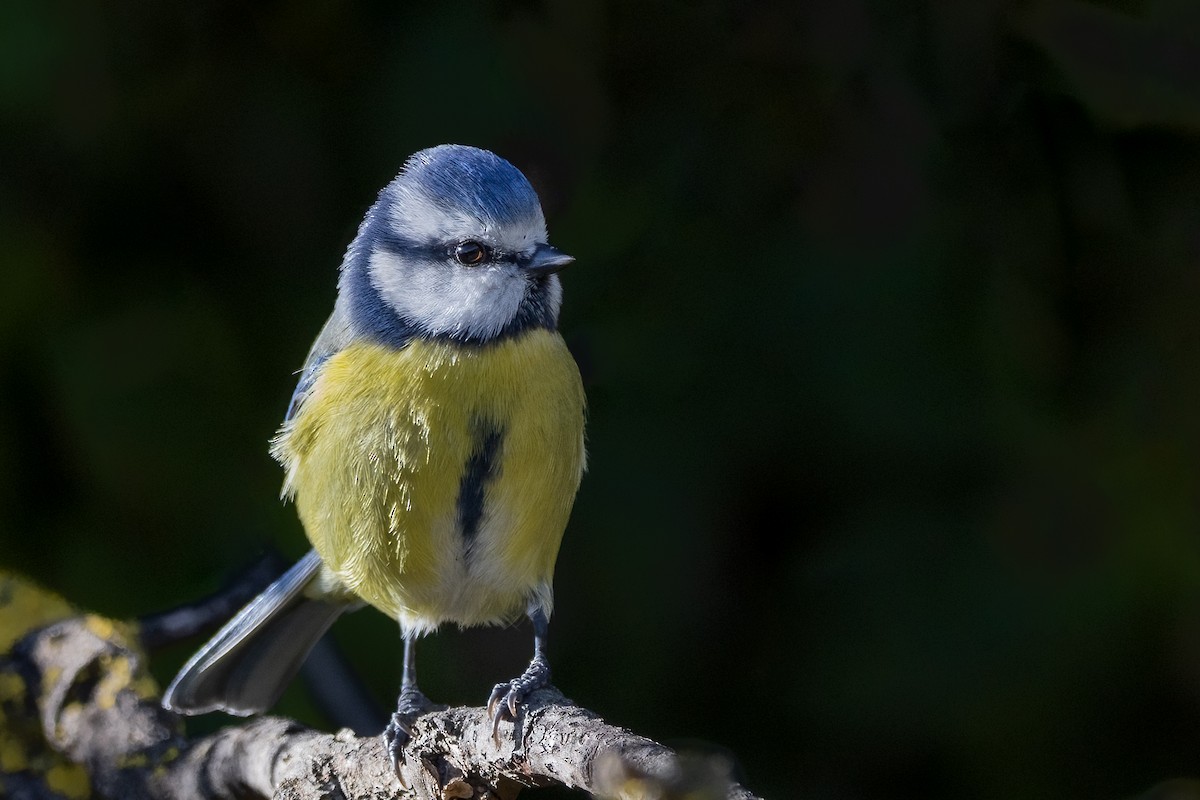 Eurasian Blue Tit - ML614998383