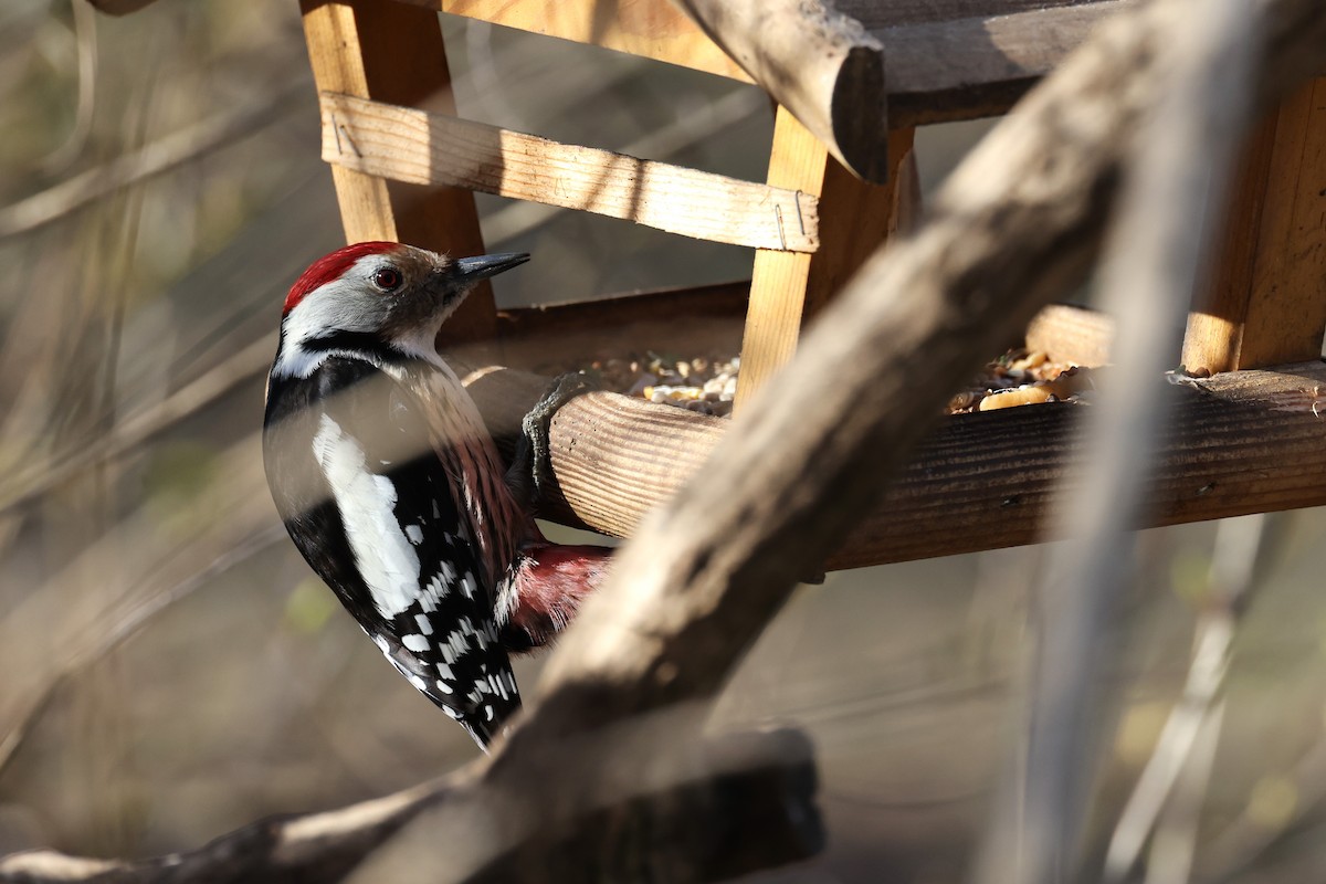 Middle Spotted Woodpecker - Hubert Stelmach