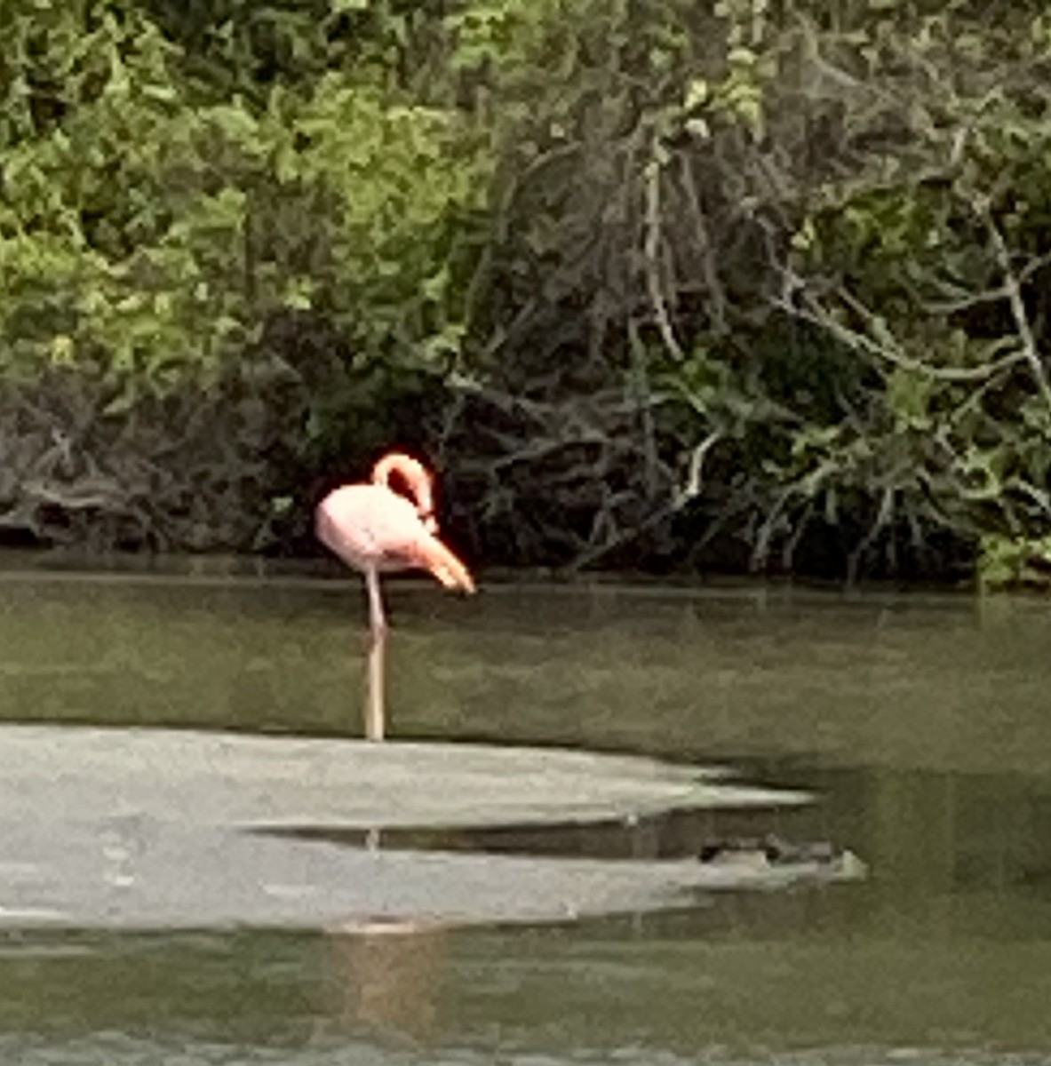 American Flamingo - Diego Andino