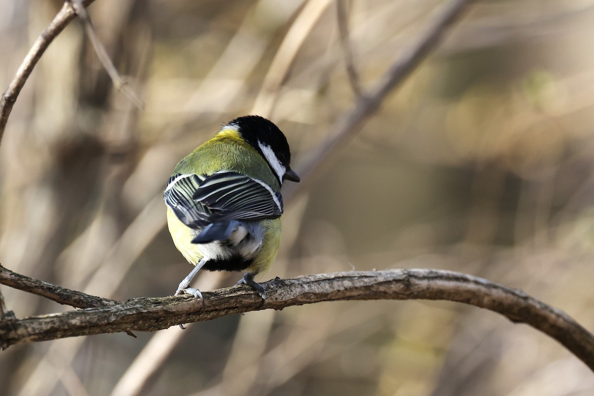 Great Tit - Hubert Stelmach