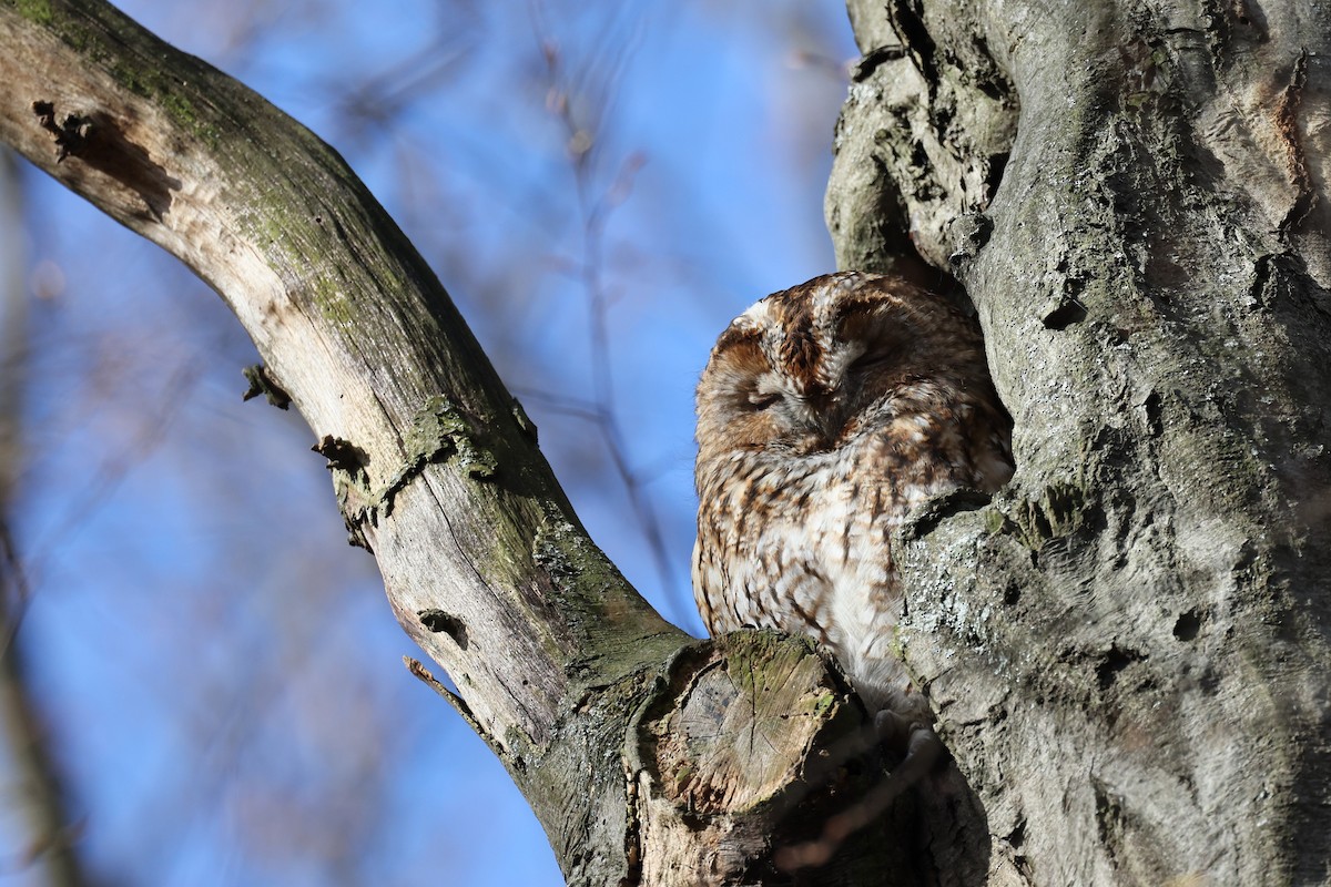 Tawny Owl - Hubert Stelmach
