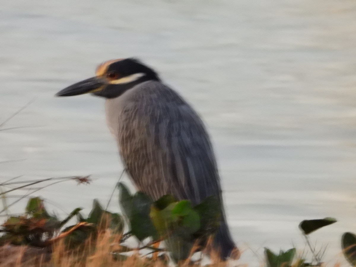 Yellow-crowned Night Heron - valerie pelchat