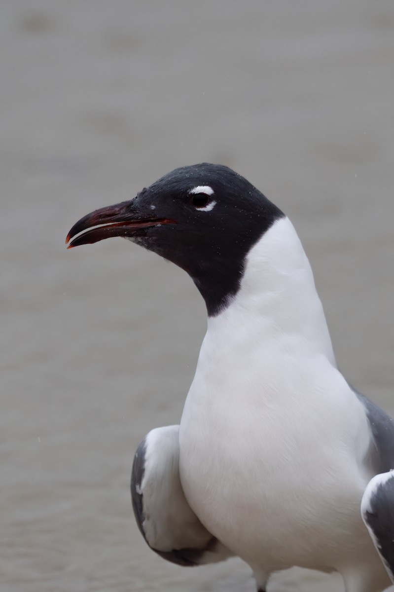 Mouette atricille - ML614998441