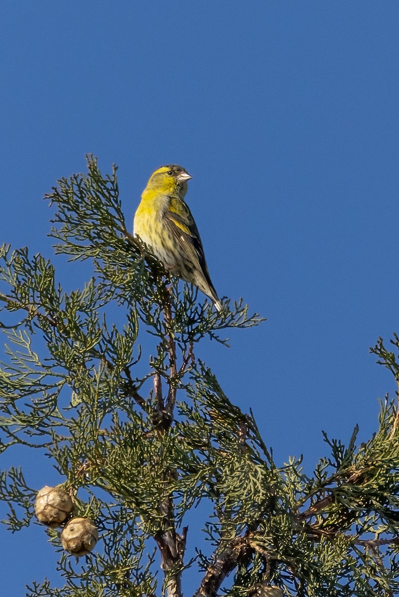 Eurasian Siskin - ML614998445