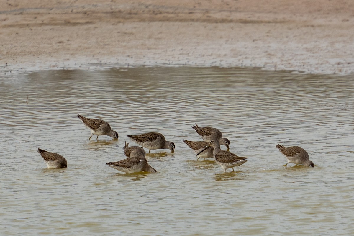 Long-billed Dowitcher - ML614998495