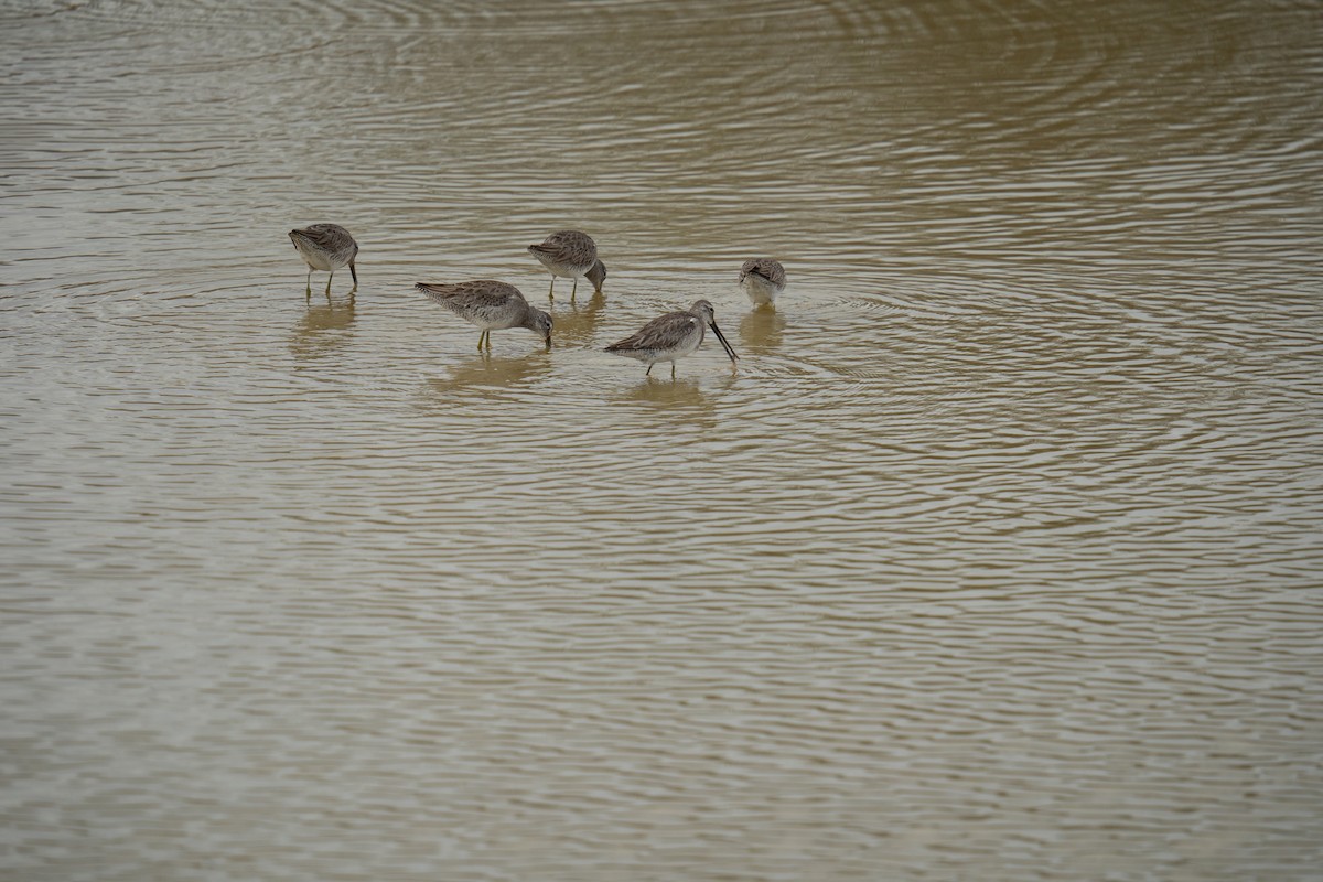 Long-billed Dowitcher - ML614998496