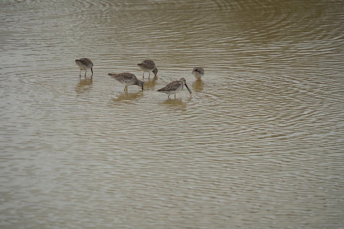 langnebbekkasinsnipe - ML614998496