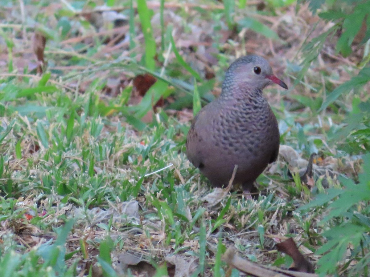 Common Ground Dove - ML614998507