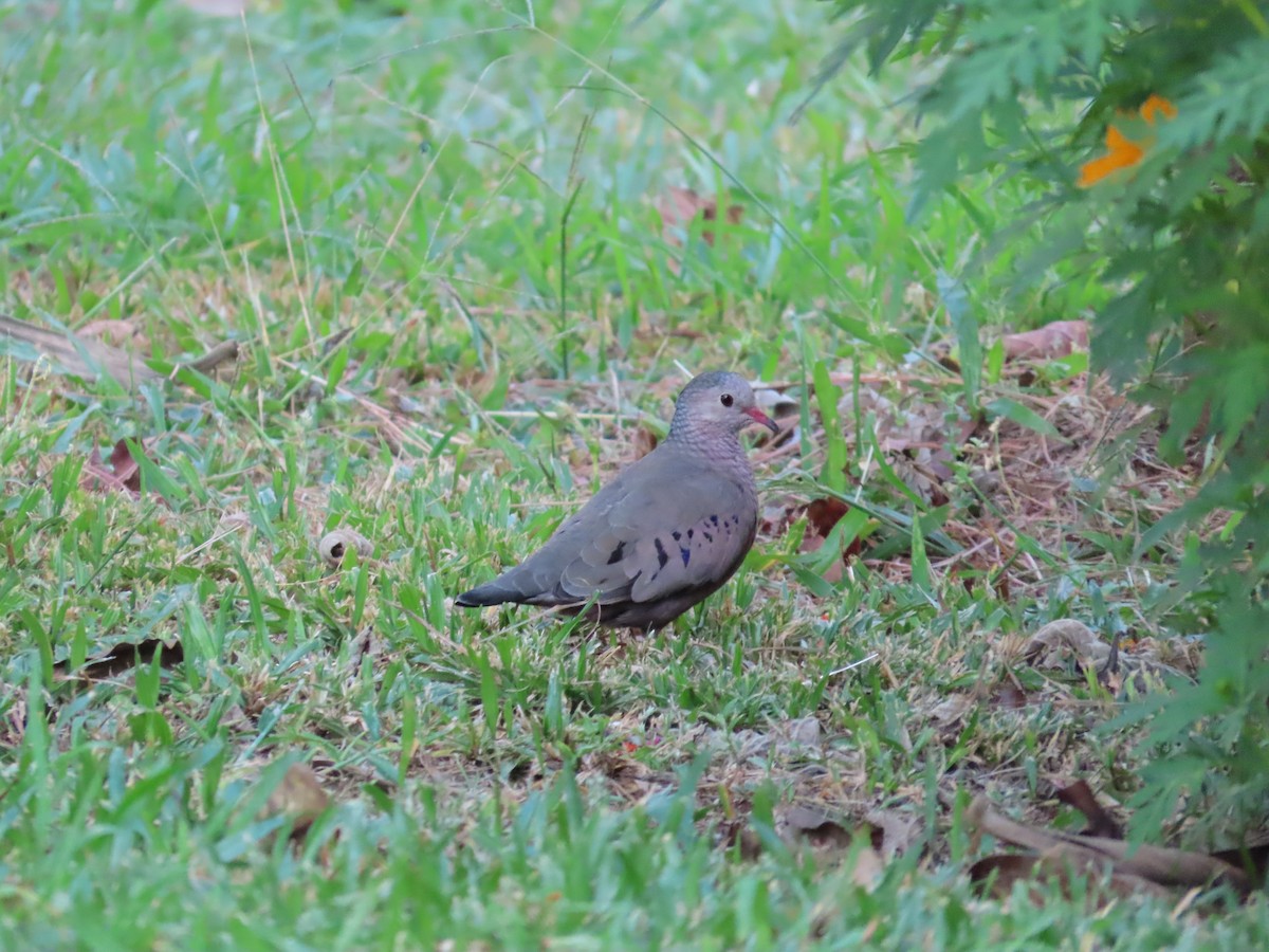 Common Ground Dove - ML614998508