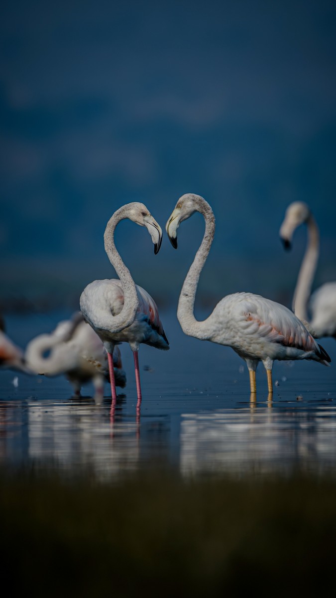 Greater Flamingo - Abhishek Poojary