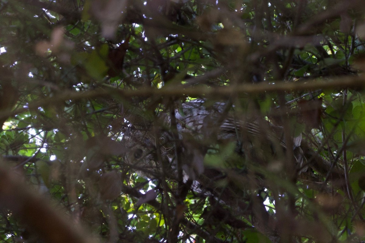 Tawny Owl - ML614998546