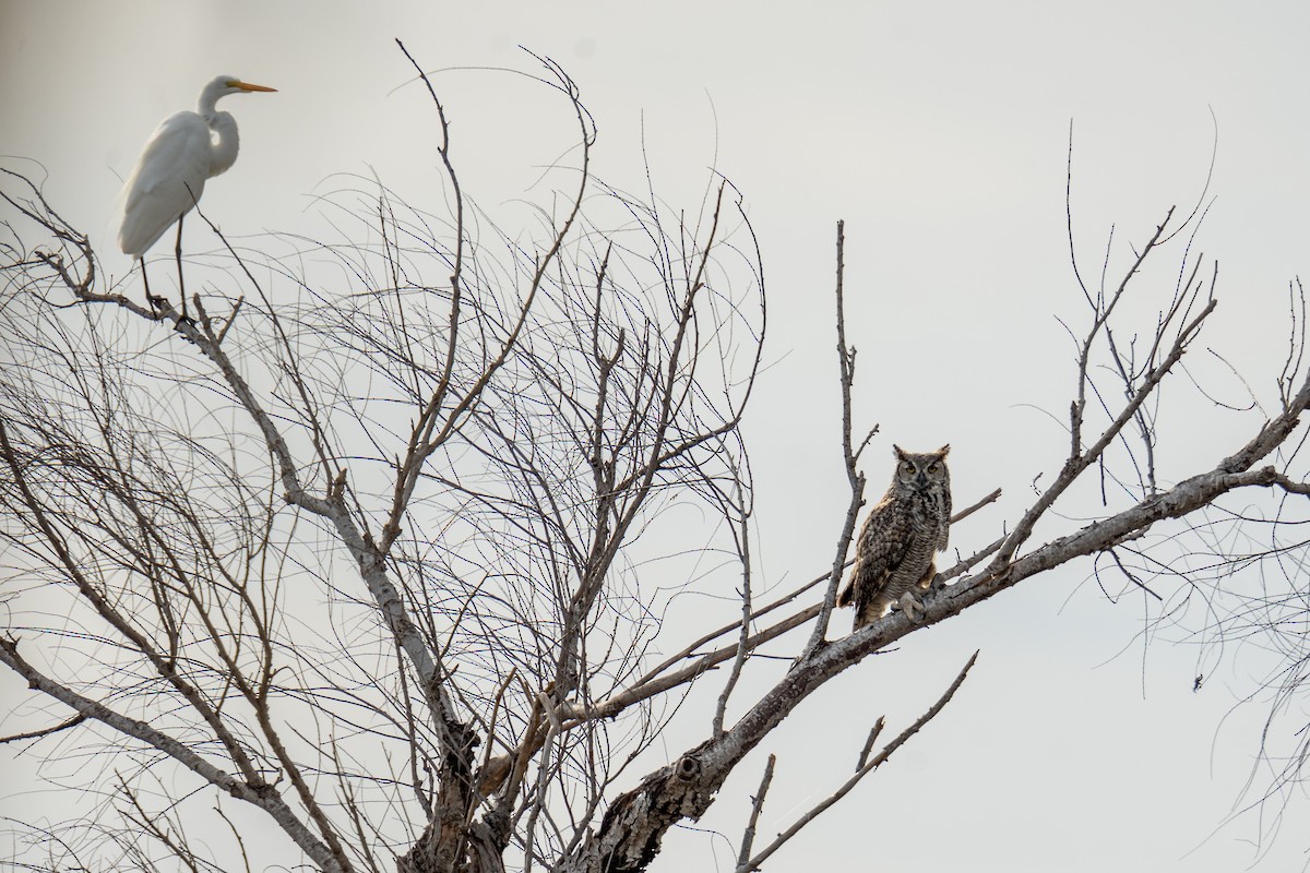 Great Horned Owl - Grant Winter