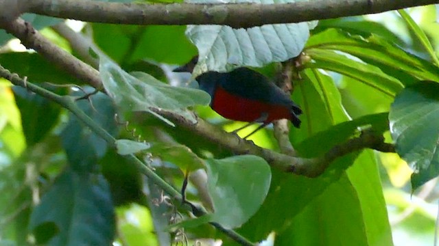 Sulawesi-Blaubrustpitta (Siau-Blaubrustpitta) - ML614998572