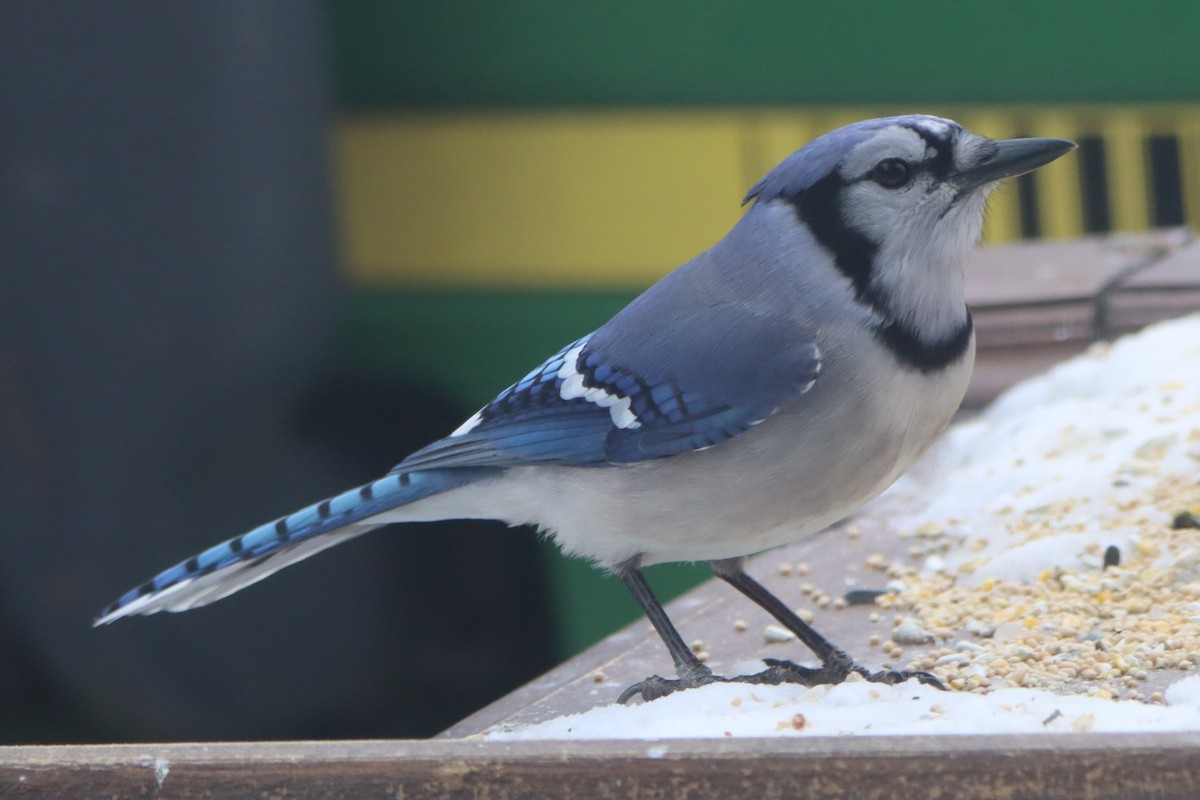 Blue Jay - ML614998591