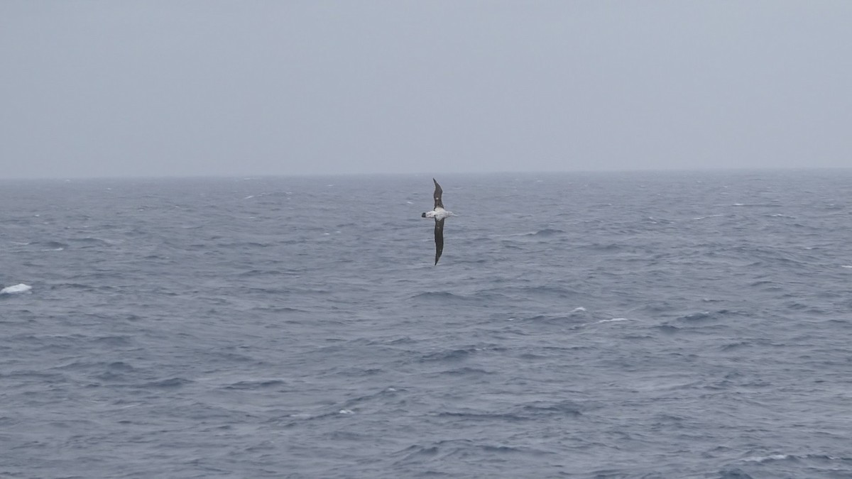 Albatros hurleur, A. de Tristan da Cunha ou A. des Antipodes - ML614998609