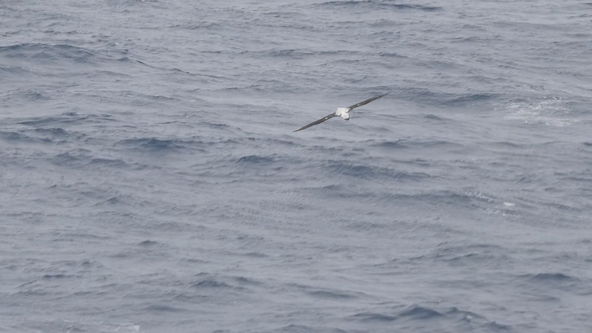 Albatros Viajero/de Tristán de Acuña/de las Antípodas - ML614998612