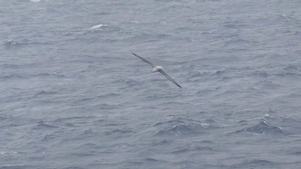 Albatros hurleur, A. de Tristan da Cunha ou A. des Antipodes - ML614998613