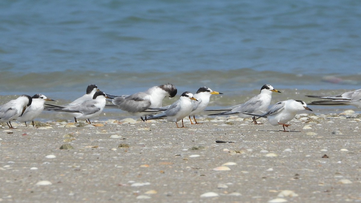 Little Tern - Saúl Román Raso