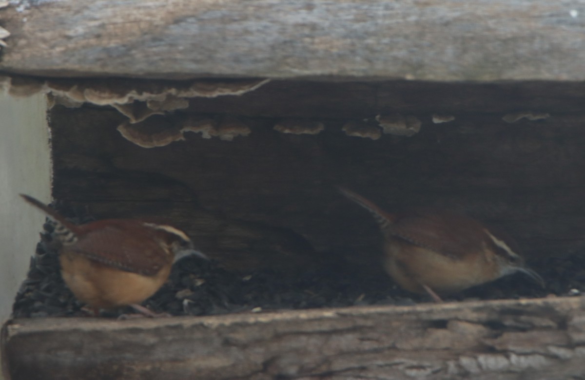 Carolina Wren - ML614998659