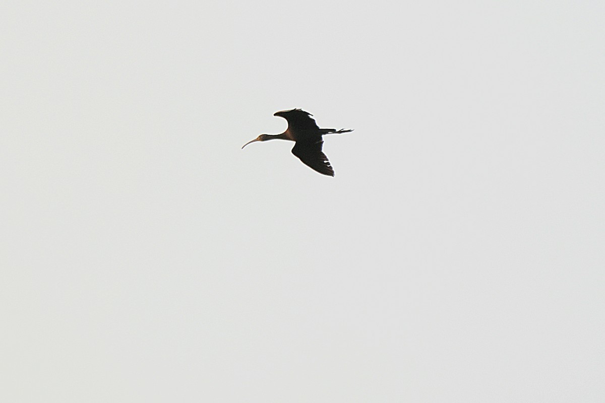 ibis hnědý - ML614998680