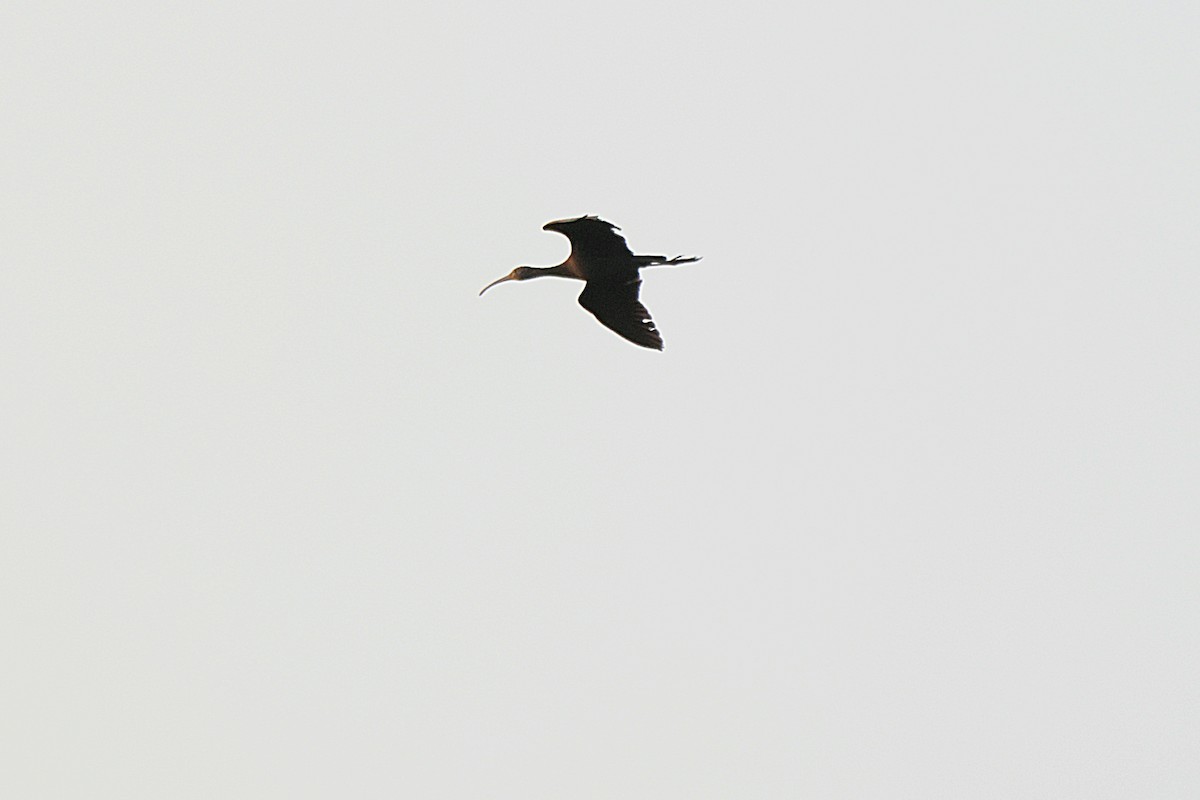 Glossy Ibis - ML614998680