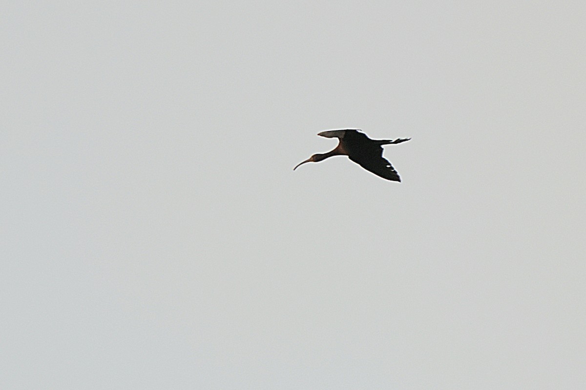 ibis hnědý - ML614998681