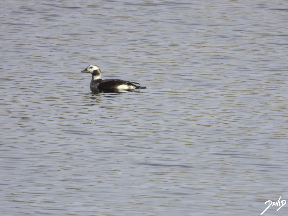 Long-tailed Duck - ML614998709